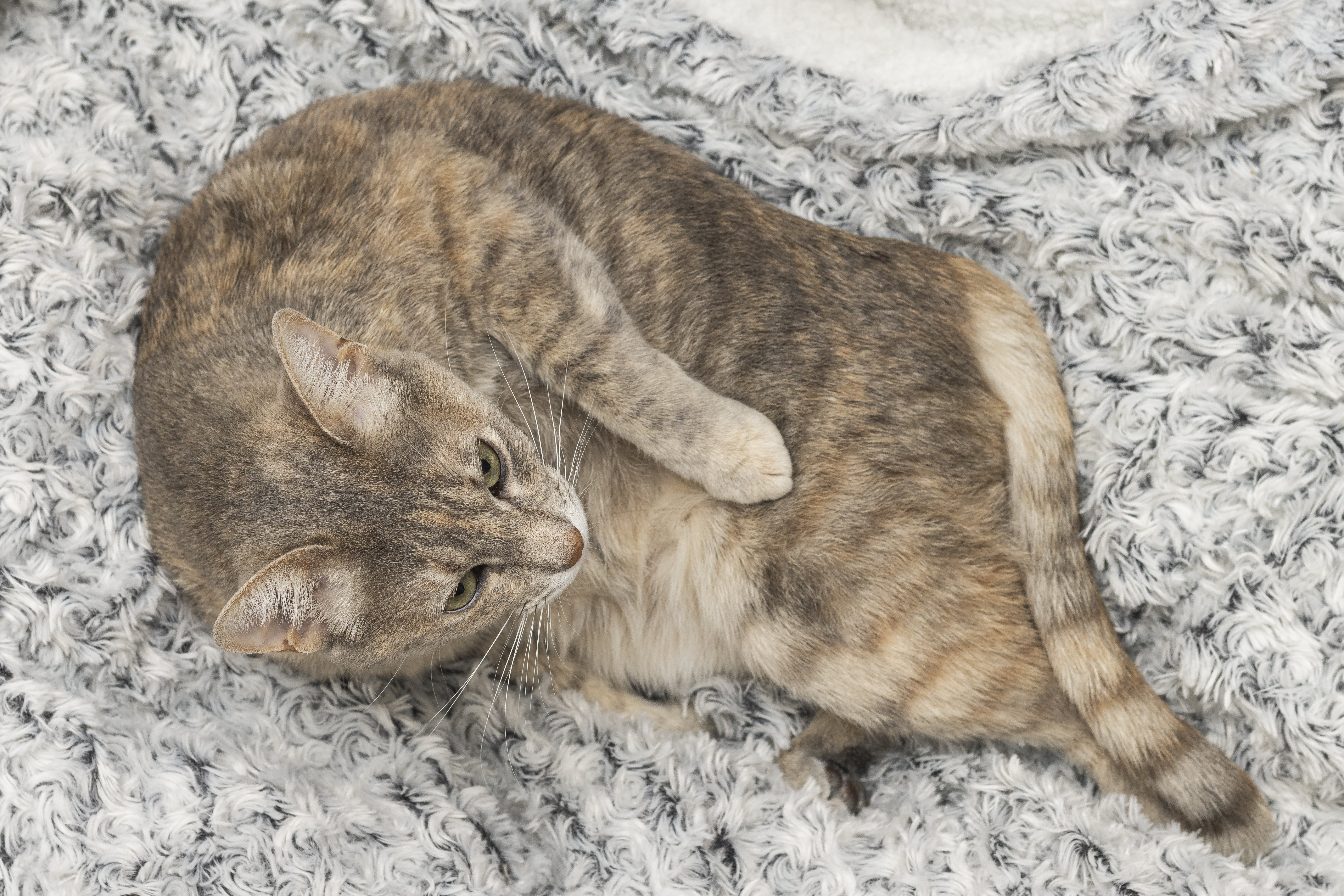 Gato rajado amarelo deitado preguiçoso