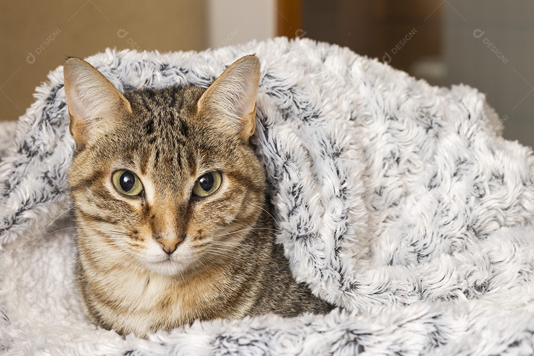 Gato rajado amarelo deitado e embrulhado com coberta peluda