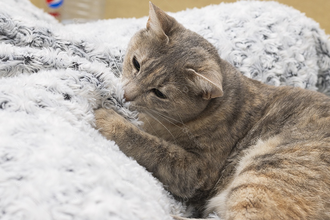 Gato rajado amarelo brincando com pelo da coberta fofinha