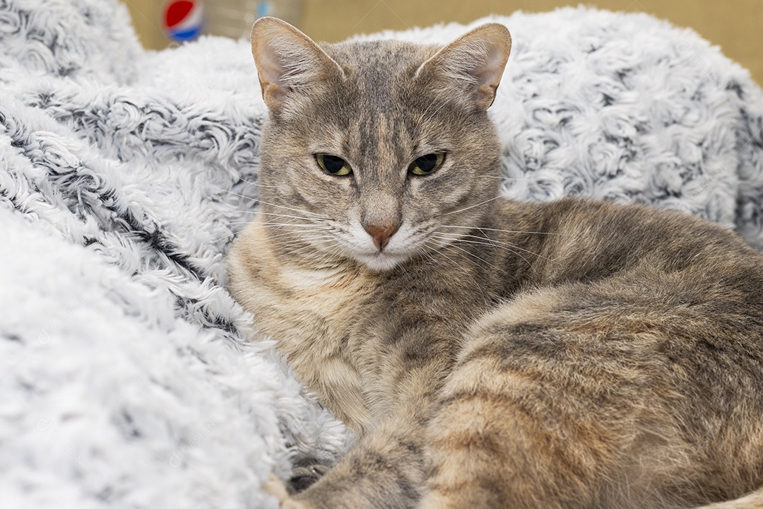 Gato rajado amarelo deitado em sofá