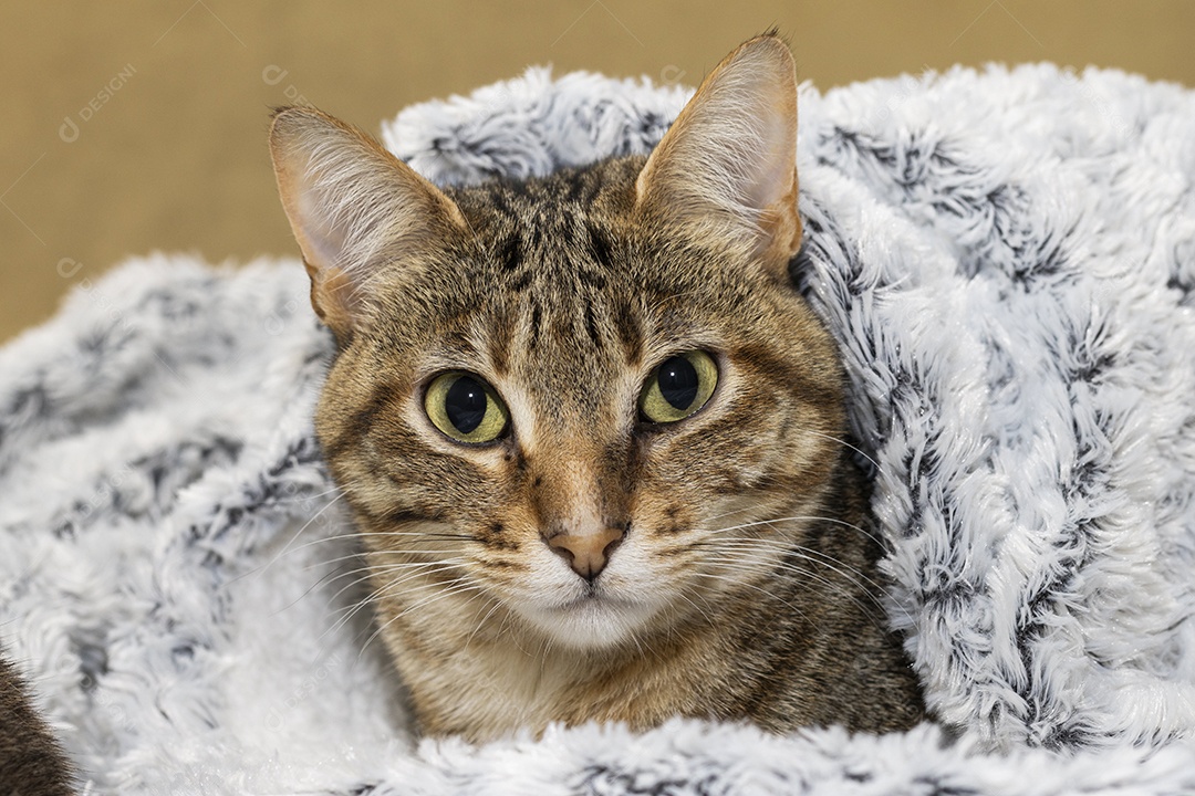 Gato rajado amarelo deitado e embrulhado com coberta peluda