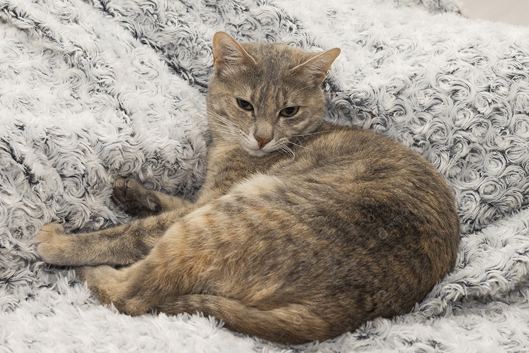 Gato rajado amarelo deitado em sofá peludo