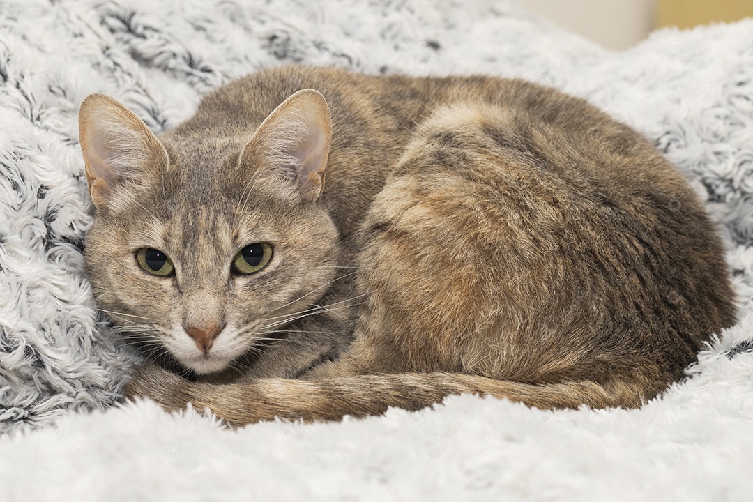 Gato rajado amarelo deitado em sofá