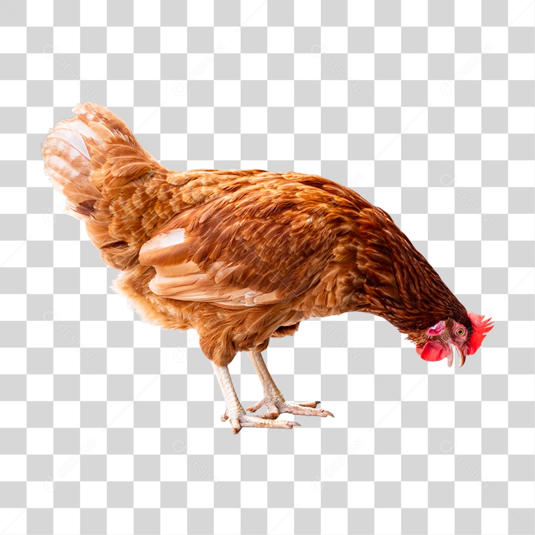 Aves Galinha PNG Transparente