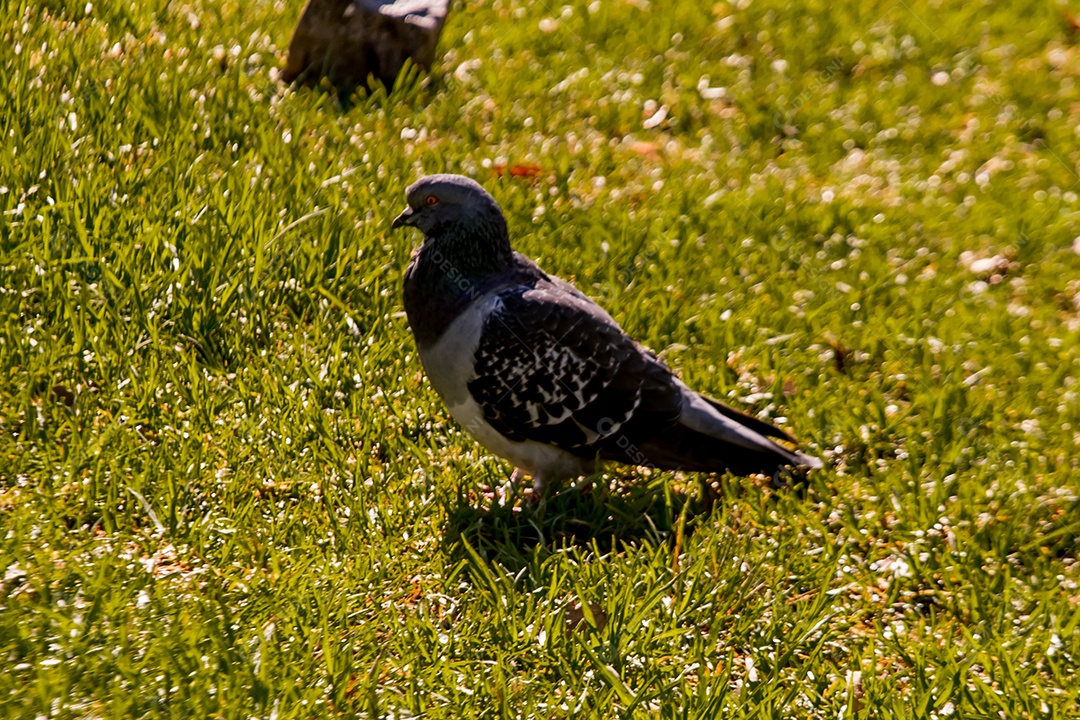 Grande pombo cinzento no gramado