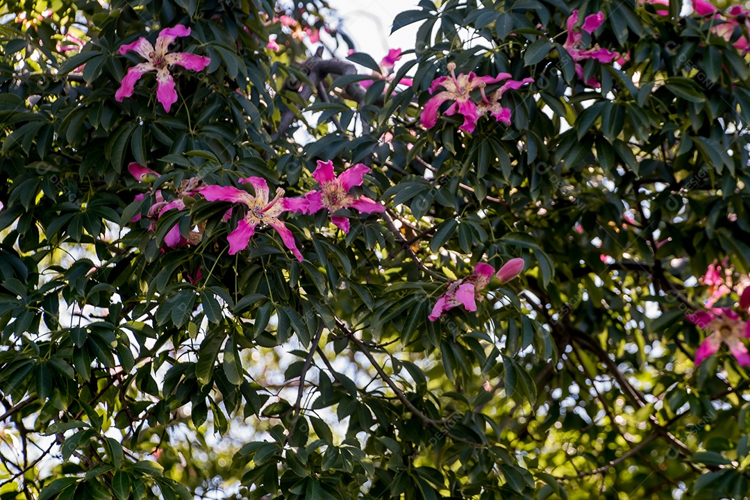 Fundo de textura de flor Ceiba Paineira