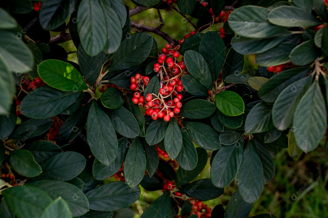 Bagas de Firethorn Pyracantha coccinea e plantas ornamentais