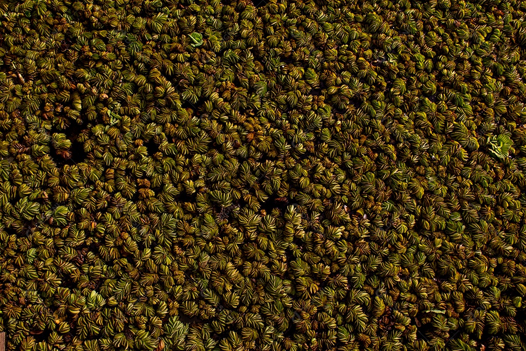 Fundo de textura de planta aquática Salvinia natans