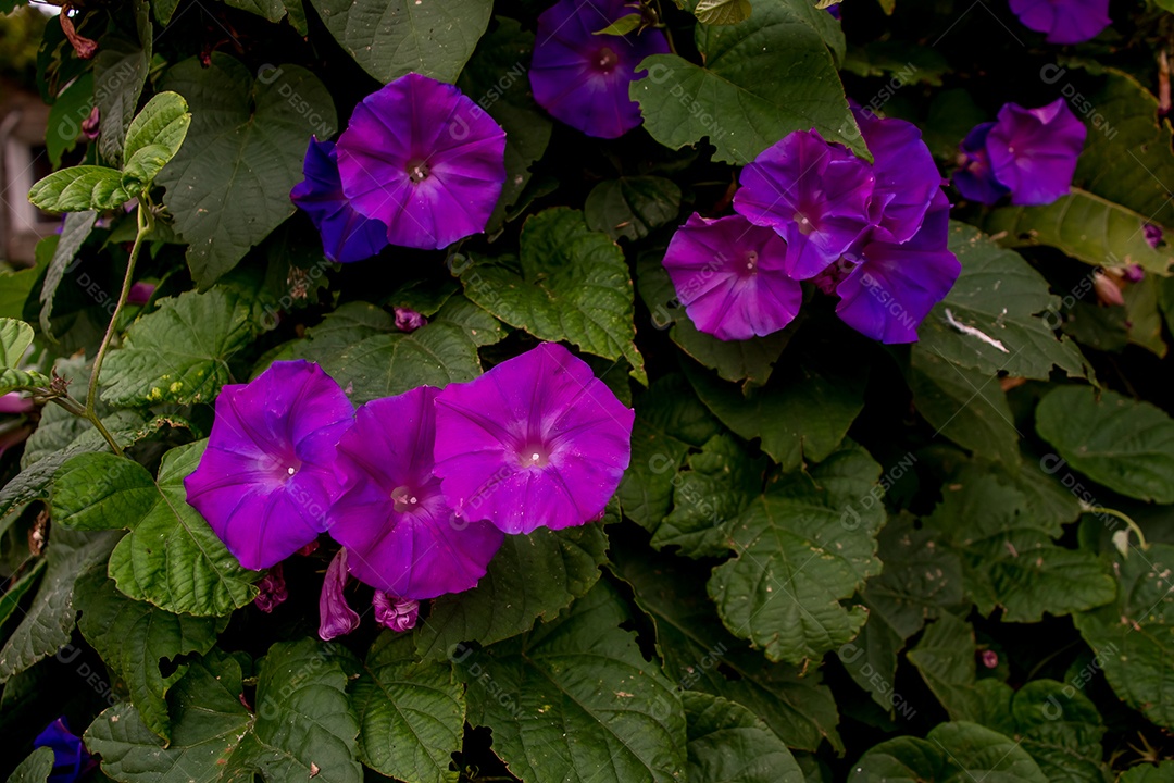 Planta trepadeira com flor rosa Ipomoea