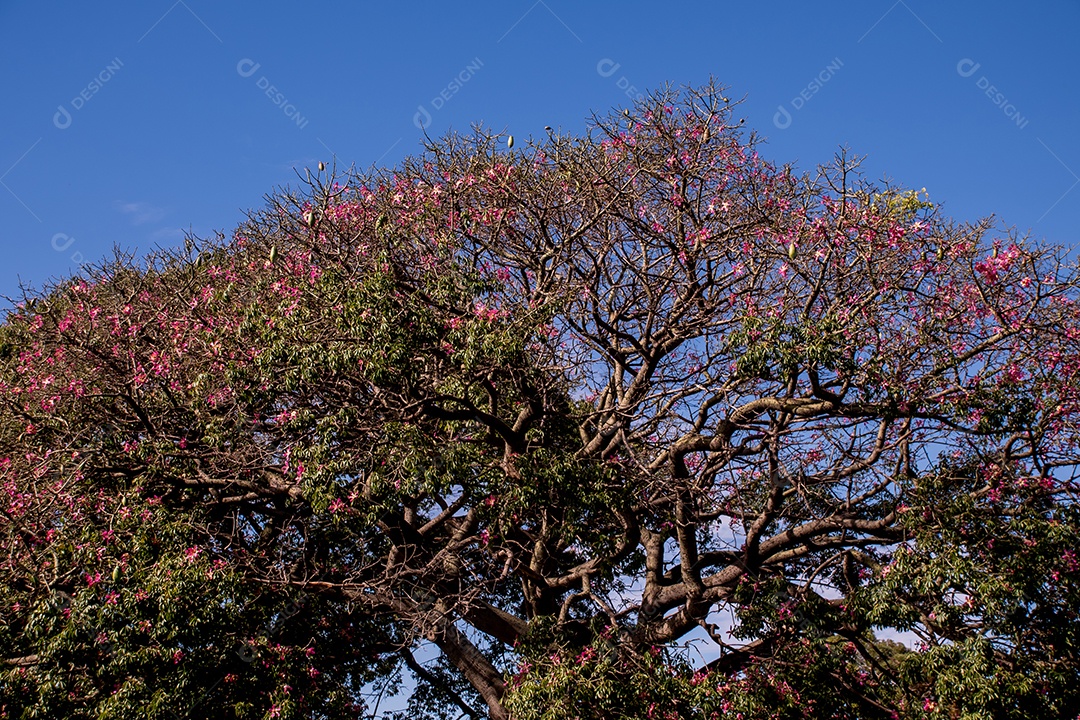 Céu azul e copa de árvore com flores rosa