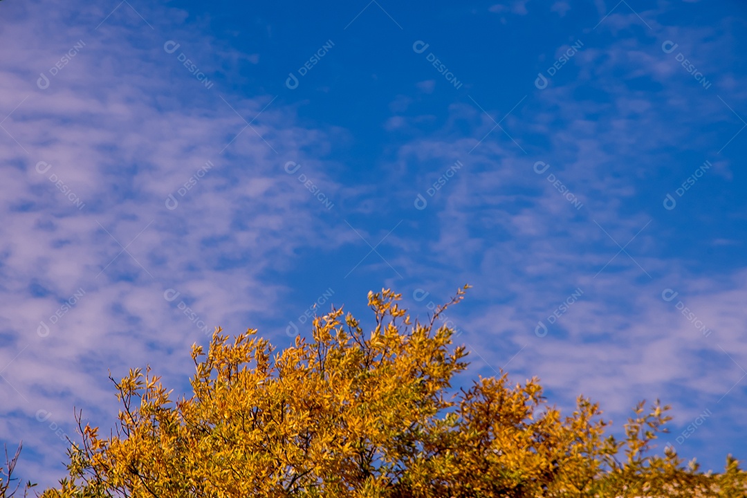 Céu azul com copa de árvore com folhas amarelas