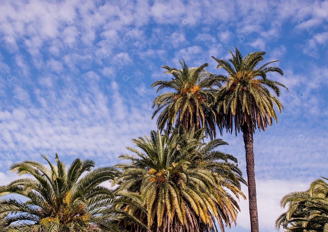 Palmeiras com céu azul em Buenos Aires Argentina