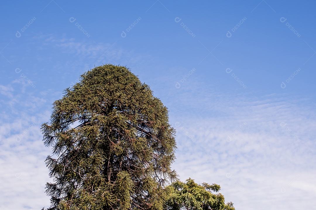 Pinheiro com céu azul cheio de nuvens