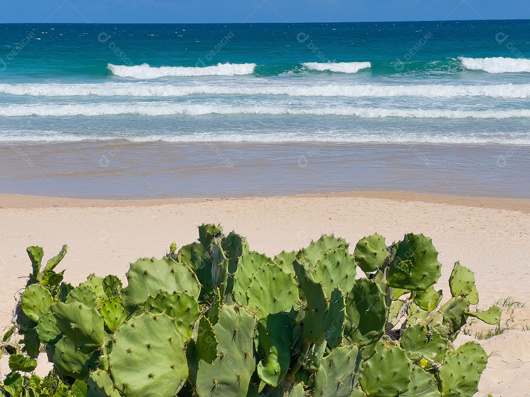 Cacto na praia