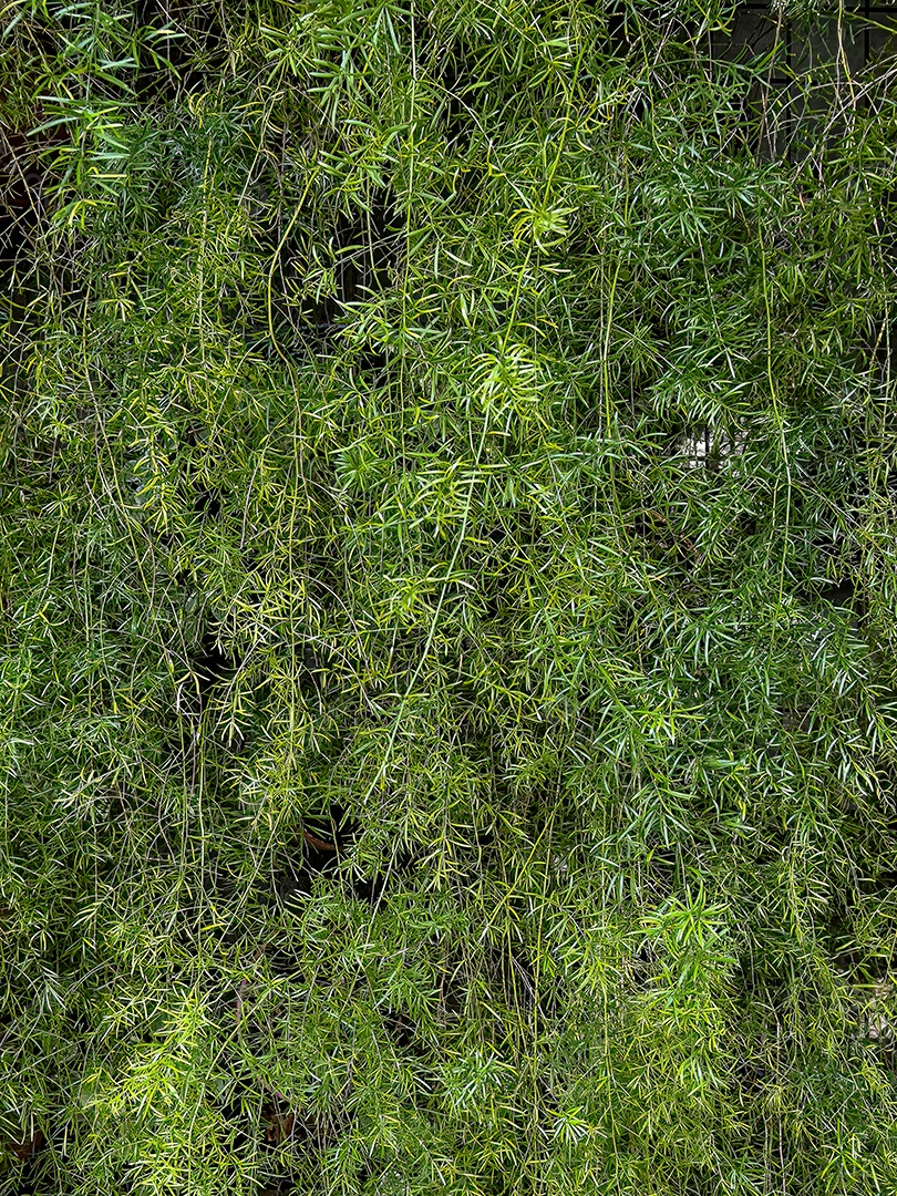 Folagem de uma planta