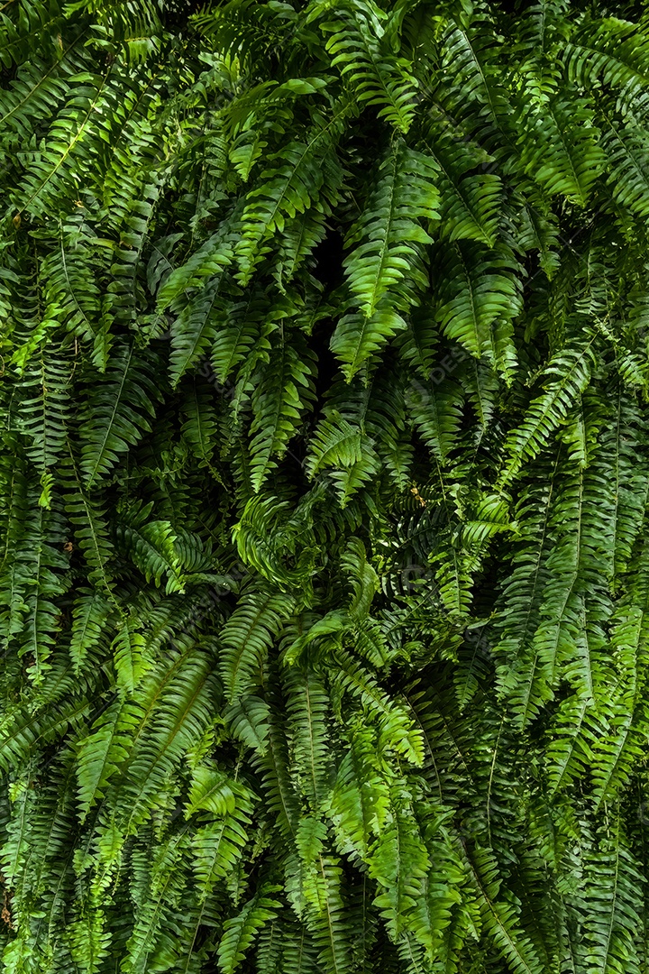 Folhagem de um arbusto