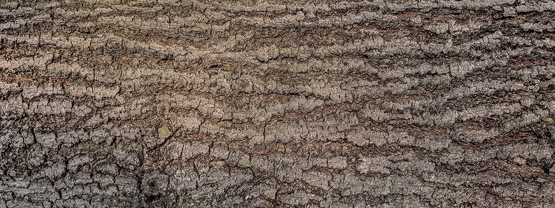 Textura de tronco de árvore