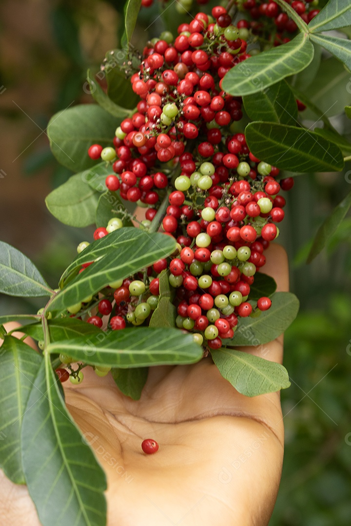 Mão pegando sementes de pimenta rosa