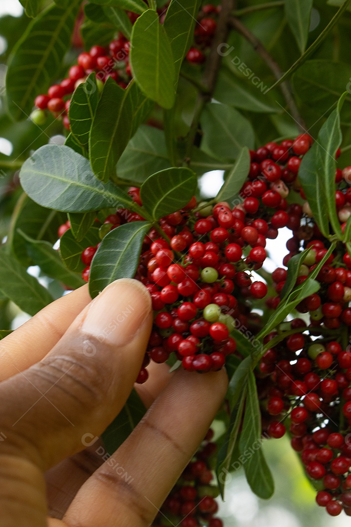 Mão pegando sementes de pimenta rosa