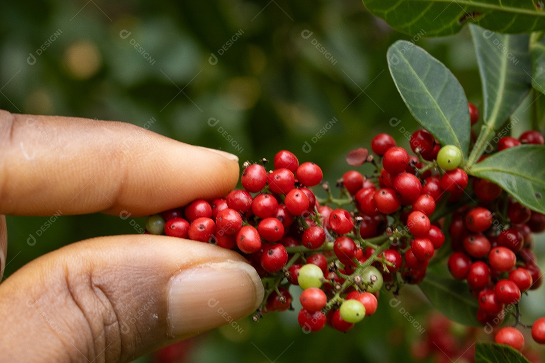 Mão pegando sementes de pimenta rosa