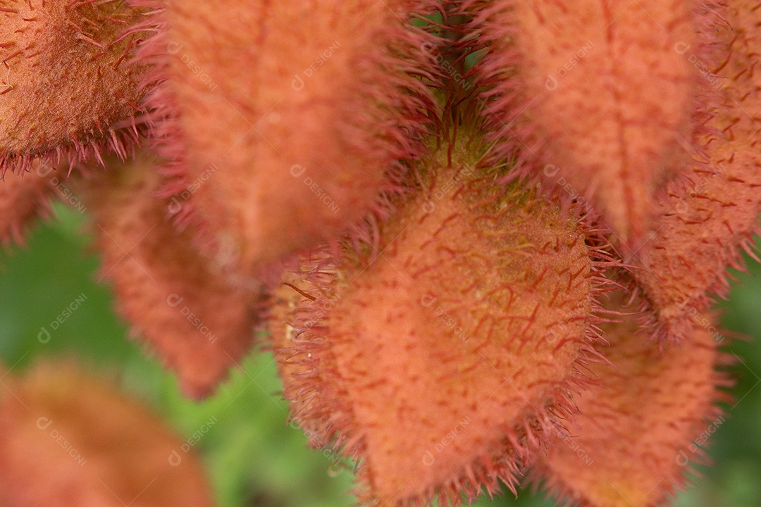 Frutos do urucuzeiro vermelhos