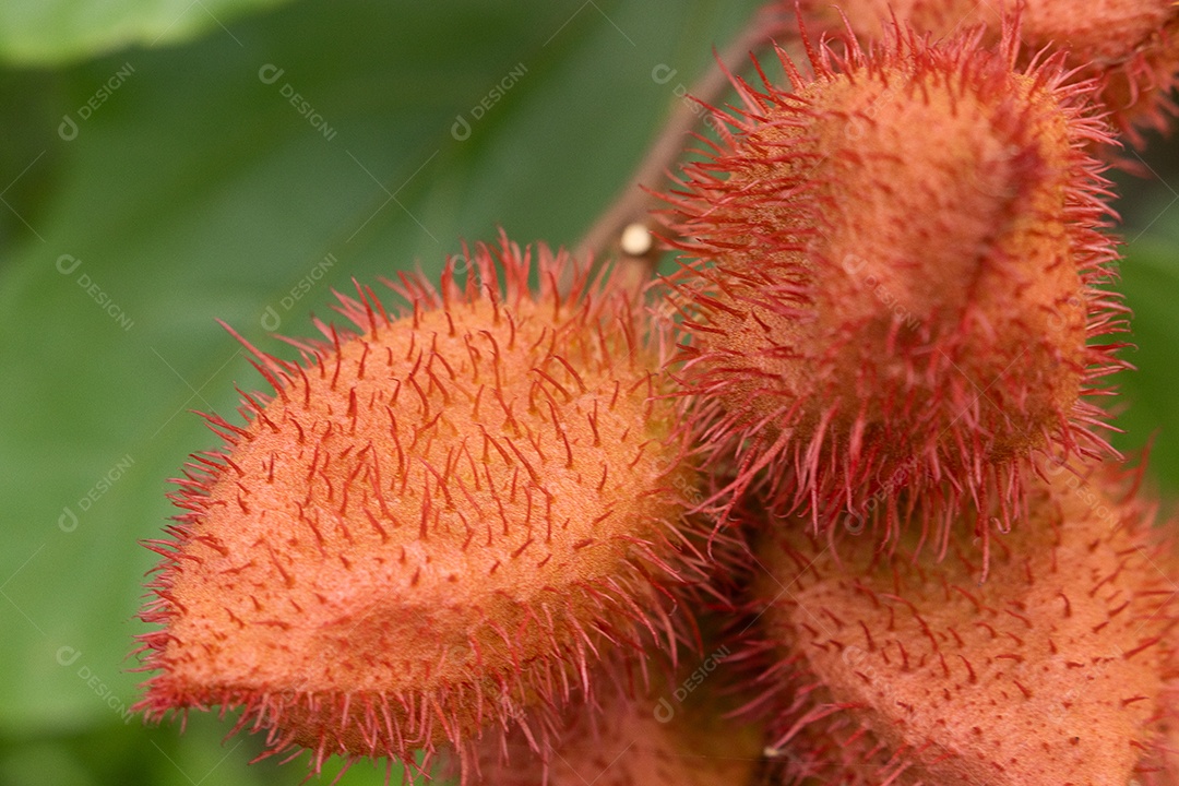 Galhos com urucum e folhass verdes ao fundo