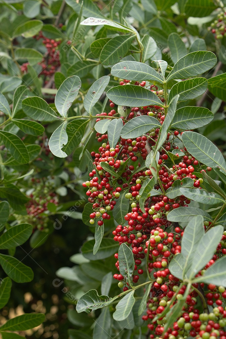 Planta pimenteira rosa aroeira carregada de frutas