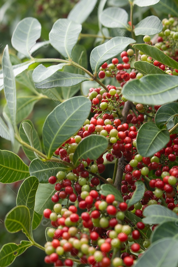 Planta pimenteira rosa aroeira carregada de frutas