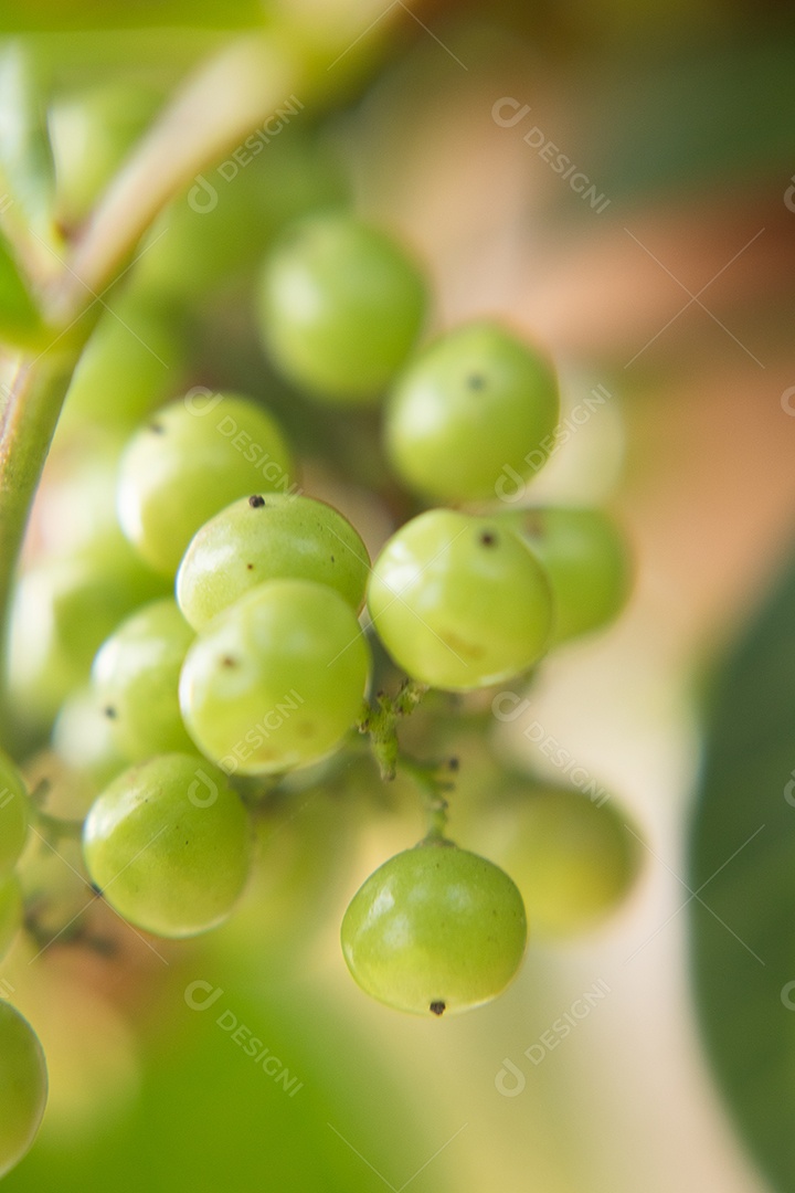 Planta pimenteira rosa aroeira carregada de frutas