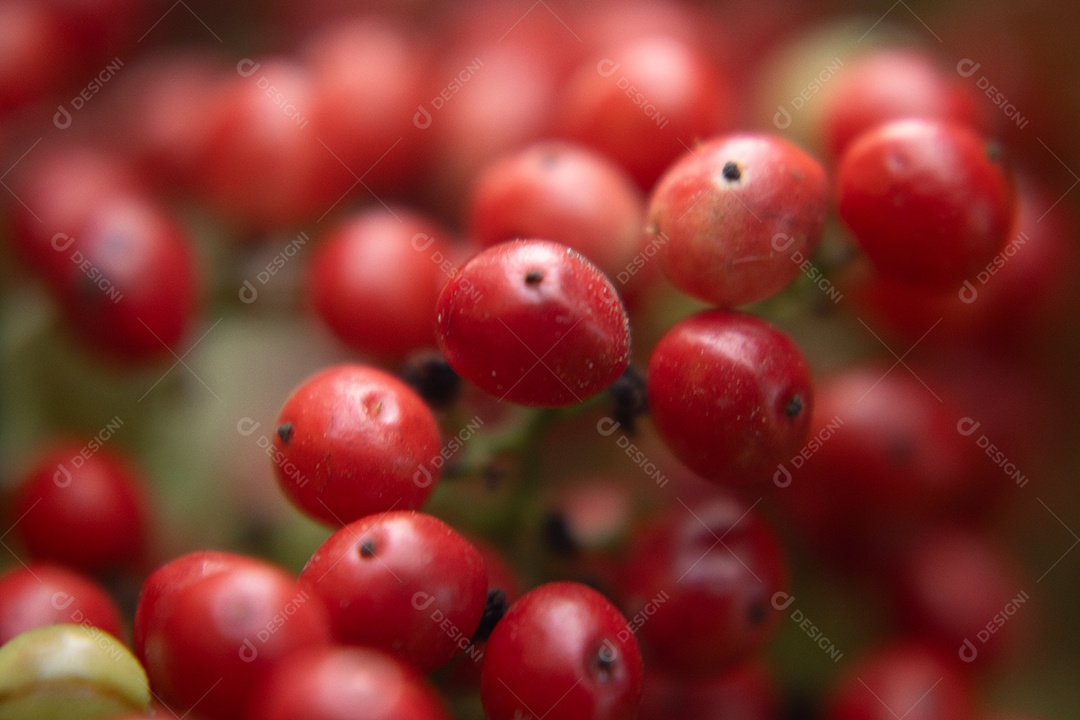 Pimenteira rosa aroeira carregada de frutas