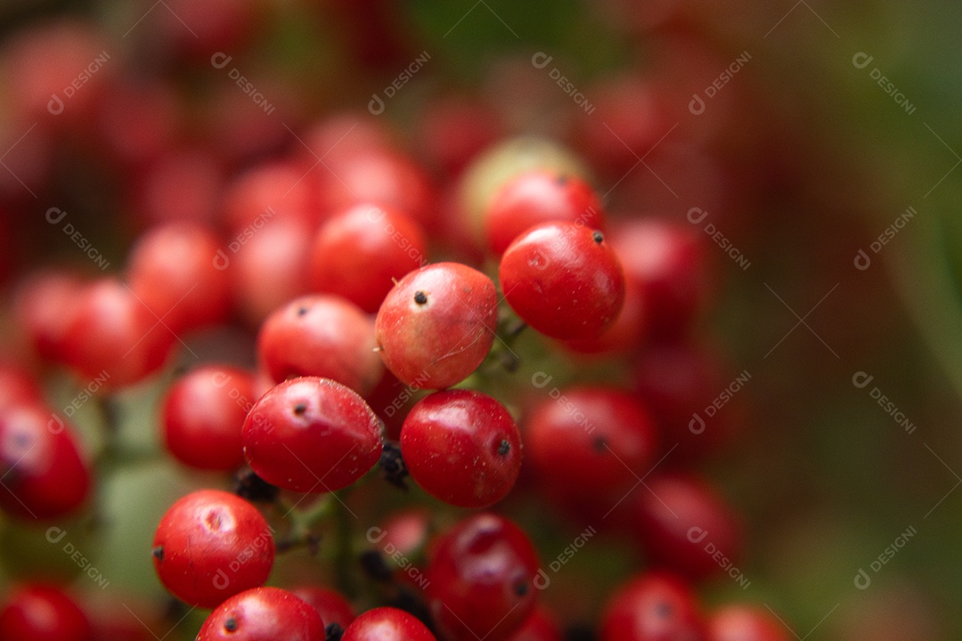 Pimenteira rosa aroeira carregada de frutas