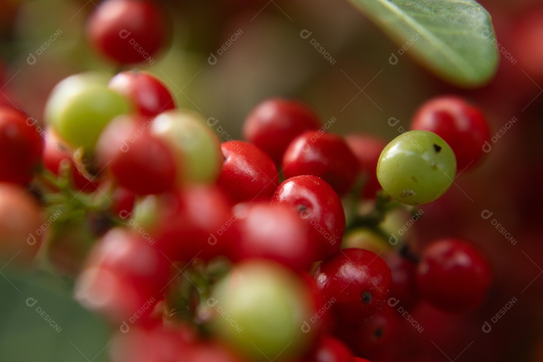 Pimenteira rosa aroeira carregada de frutas