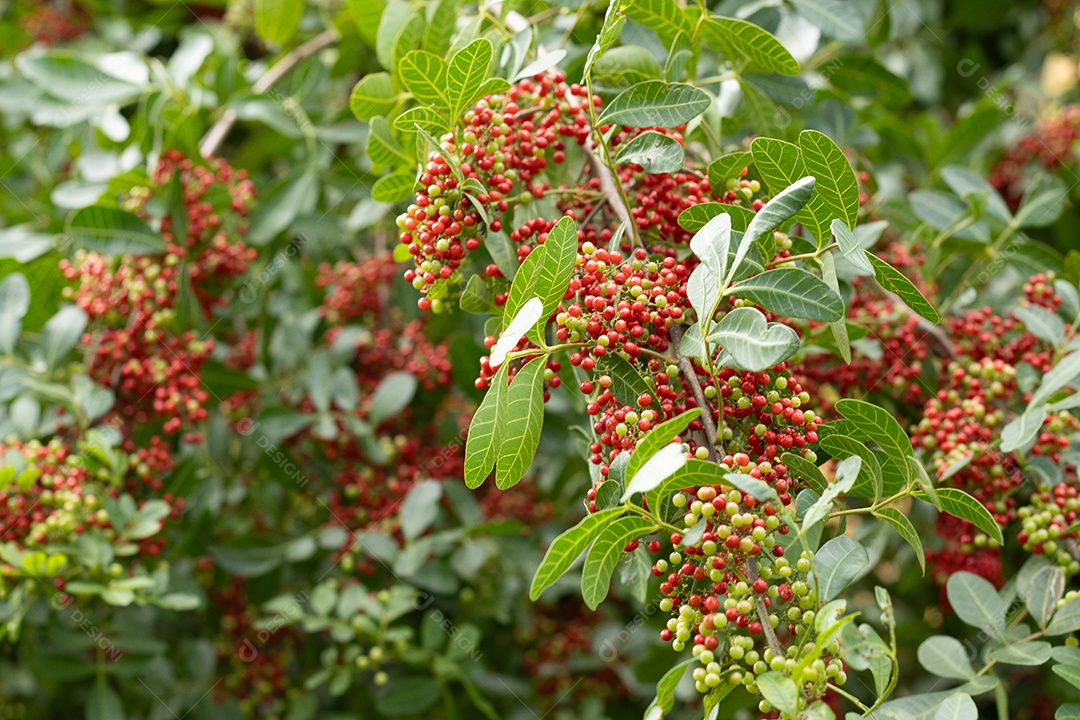 Pimenteira rosa aroeira carregada de frutas