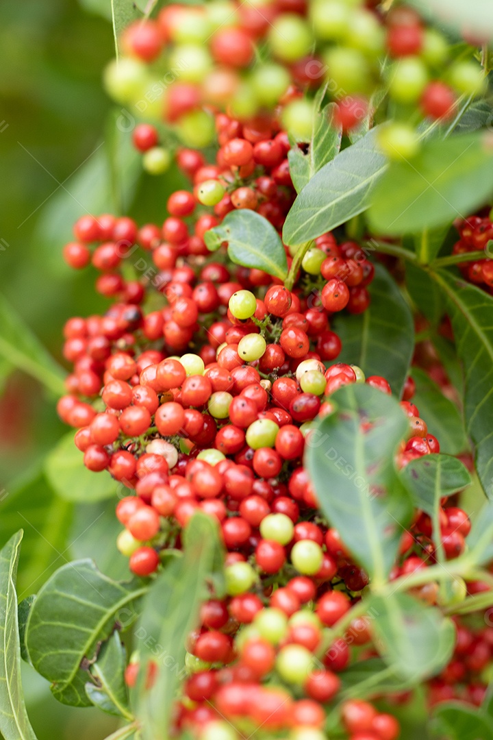 Macro de planta aroeira vermelha