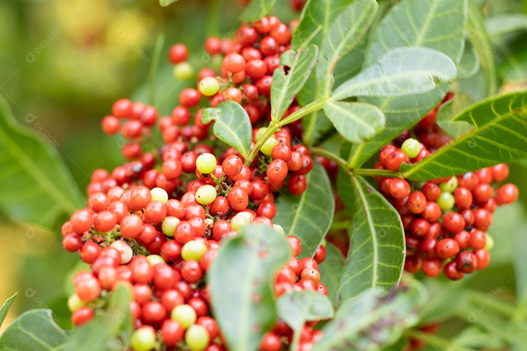 Macro de frutas de pimenta rosa aroeira