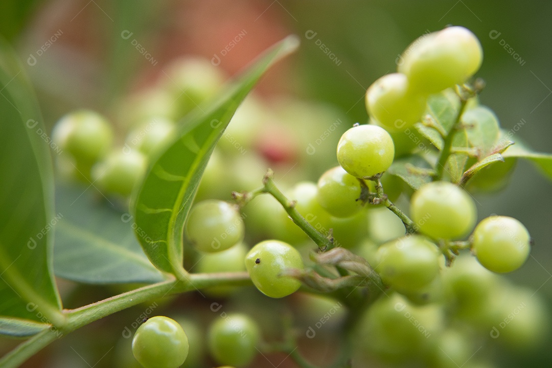 Macro de frutas de pimenta rosa aroeira