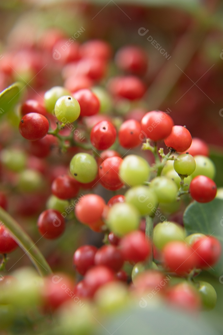 Frutas de pimenta rosa aroeira