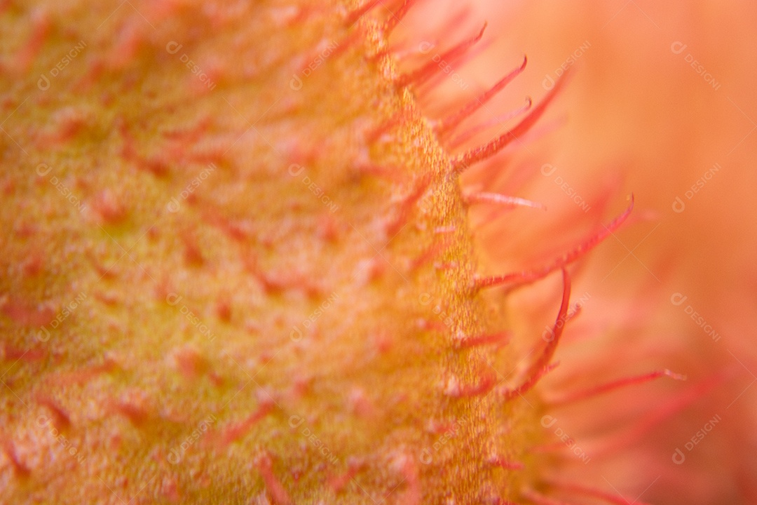 Foto macro de planta com flores rosa
