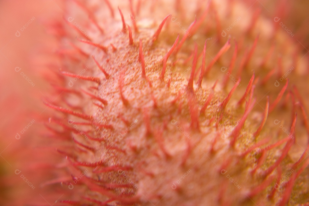 Planta com flores rosa urucum
