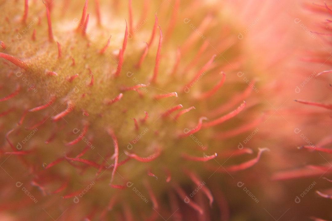 Planta com flores rosa urucum