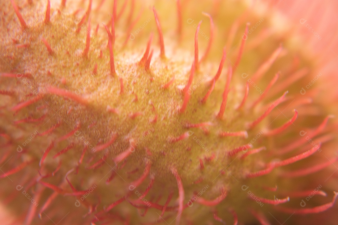 Planta com flores rosa urucum