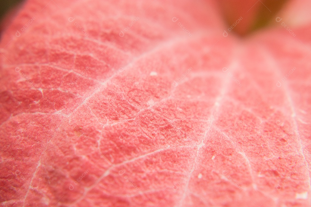 Macro de flor vermelha