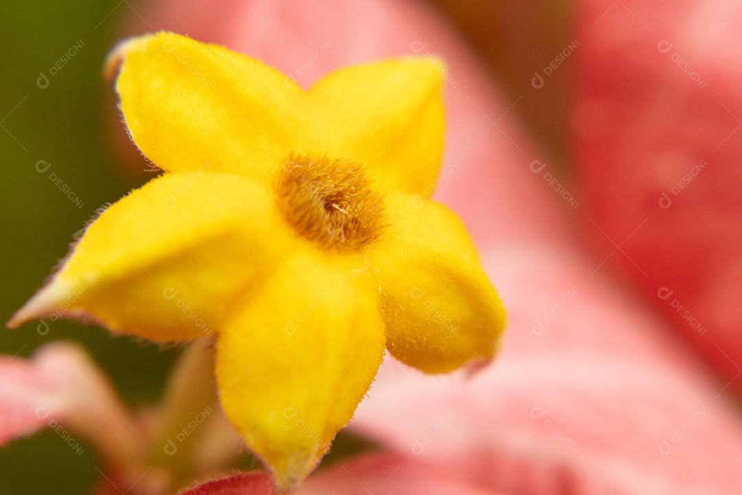 Linda florzinha amarela