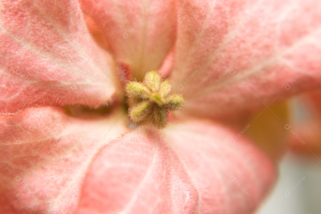 Foto macro de flor vermelha