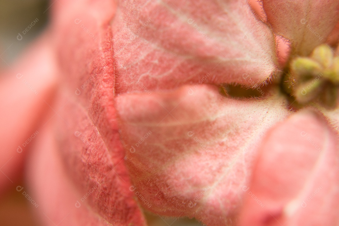 Foto macro de planta com flores rosa