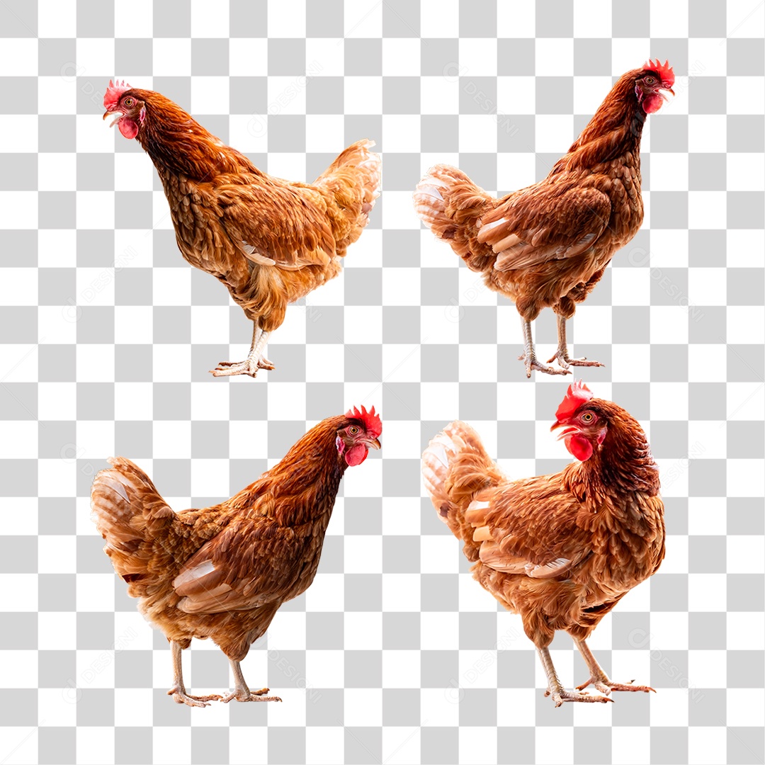 Aves Galinha PNG Transparente