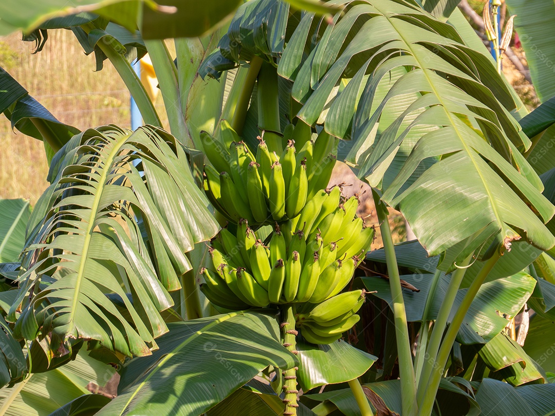 Feche um lindo cacho de bananas orgânicas verdes em uma árvore distante