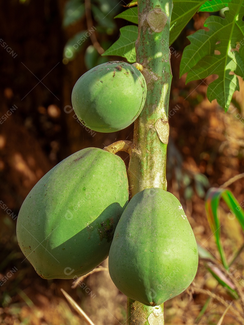 mamão com um monte de frutas verdes na área rural