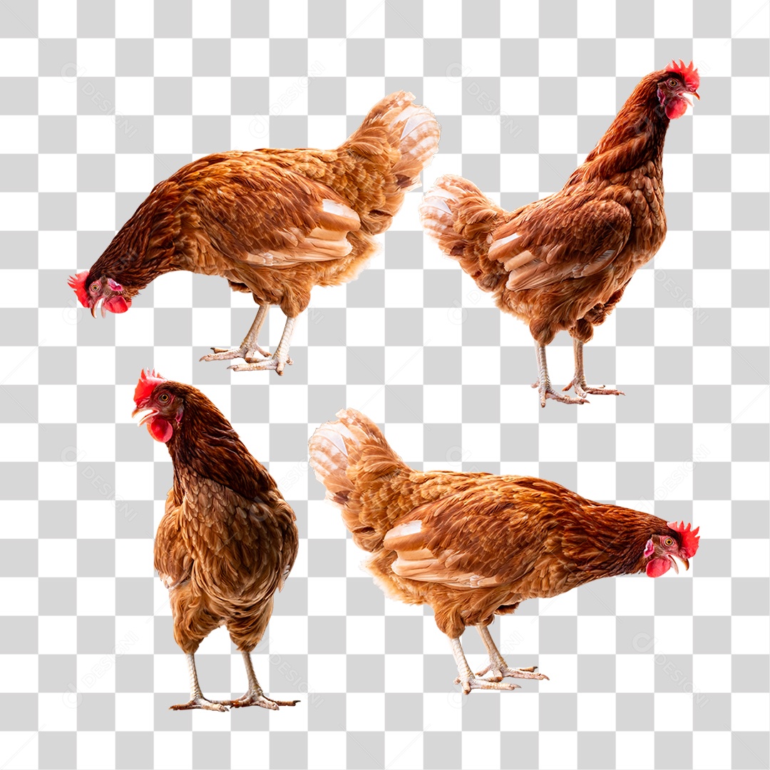 Aves Galinha PNG Transparente