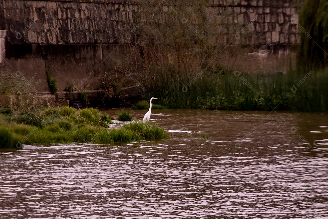 Garça branca no Rio de la Plata